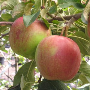 Malus 'Haralson'