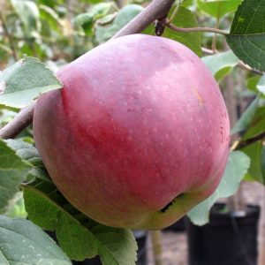 Malus 'Liberty'