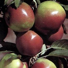 Malus 'Parkland'