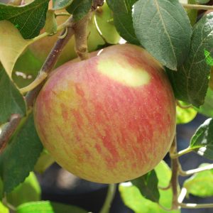 Malus 'Prairie Magic'