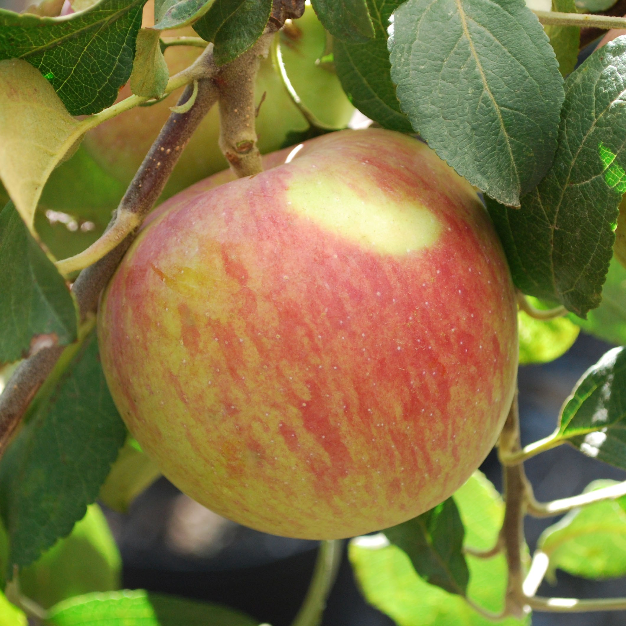 Malus 'Prairie Magic'