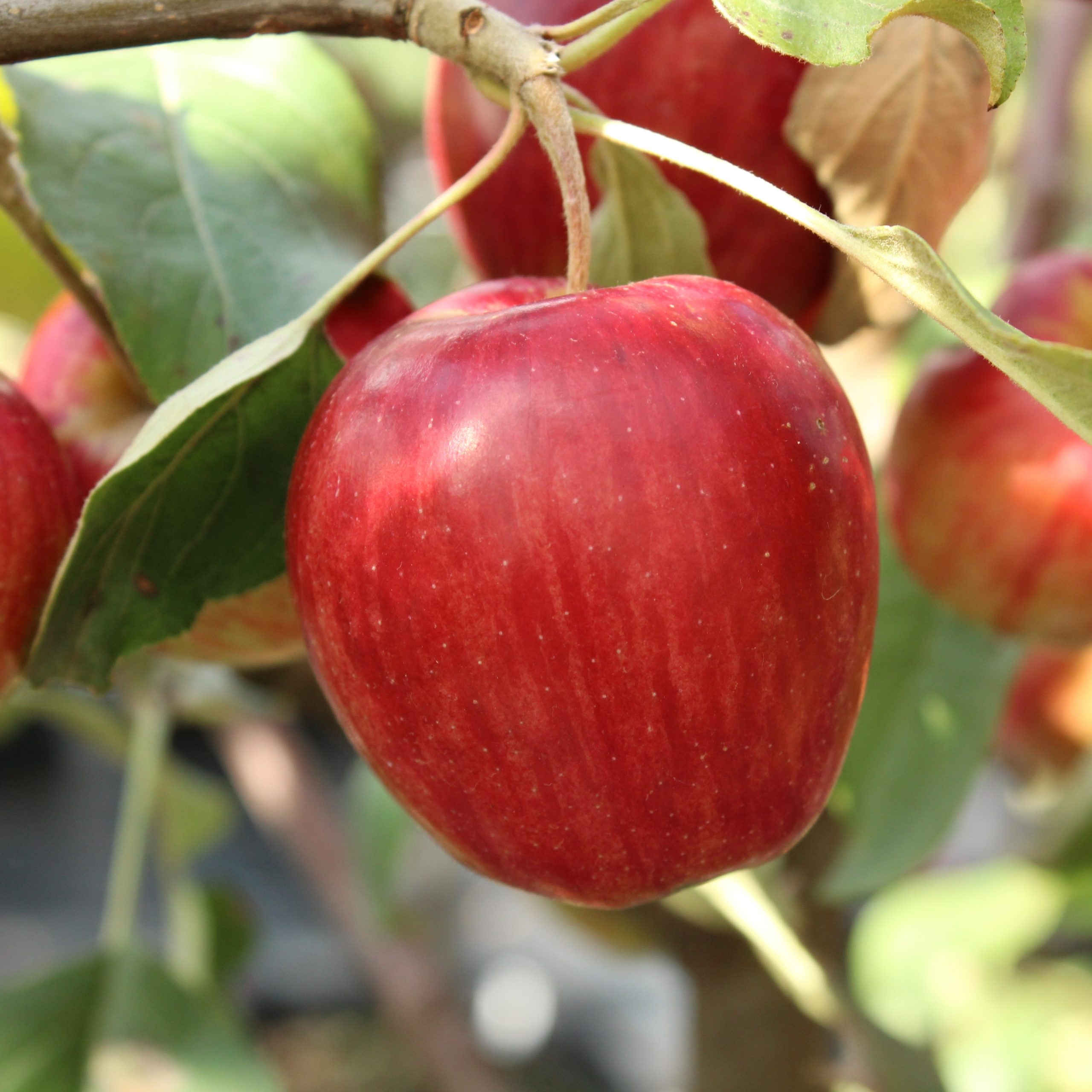 Malus 'September Ruby'