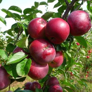 Malus 'Spartan'