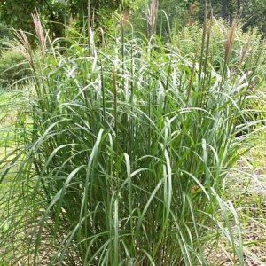 Miscanthus sinensis 'Sirene'