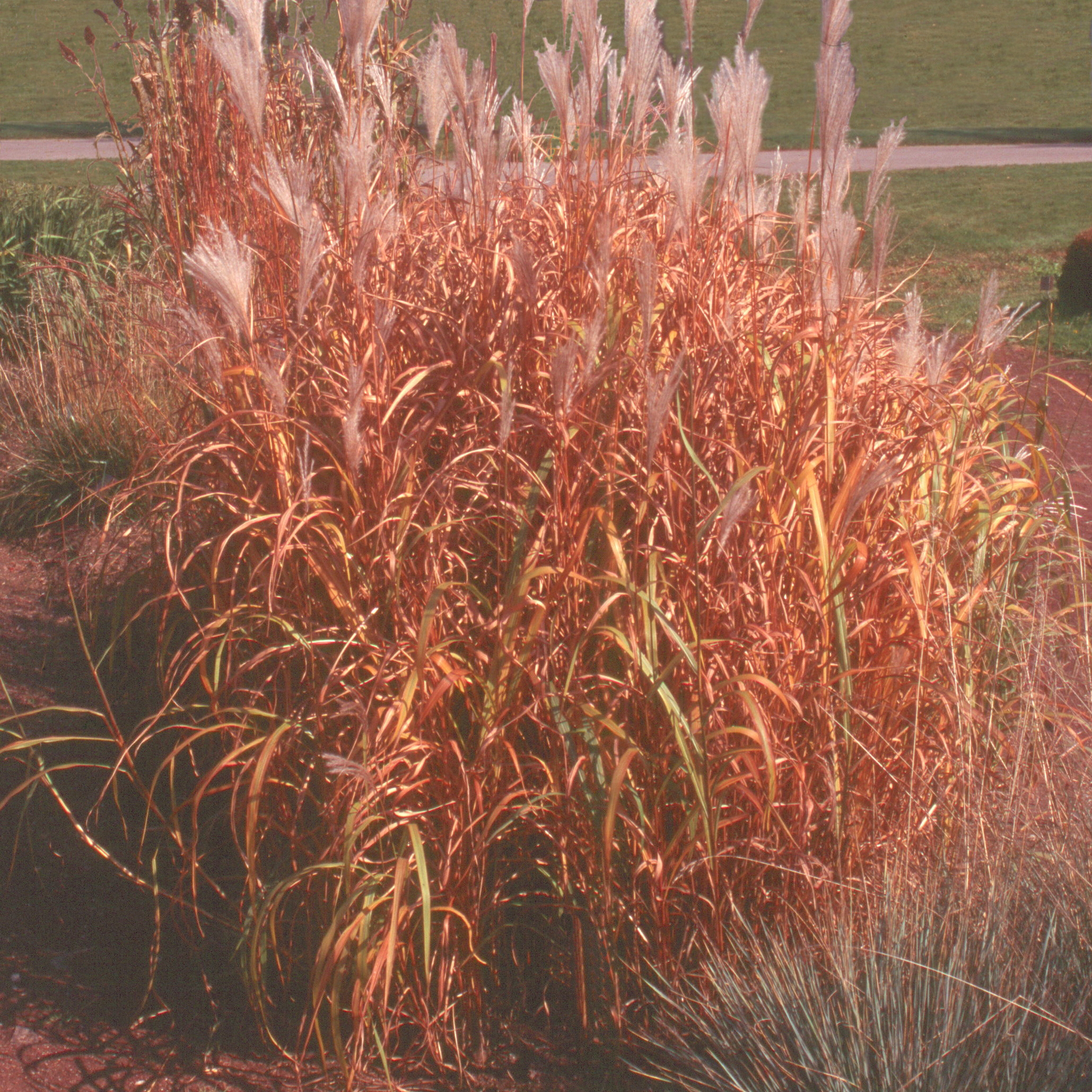 Miscanthus sacchariflorus