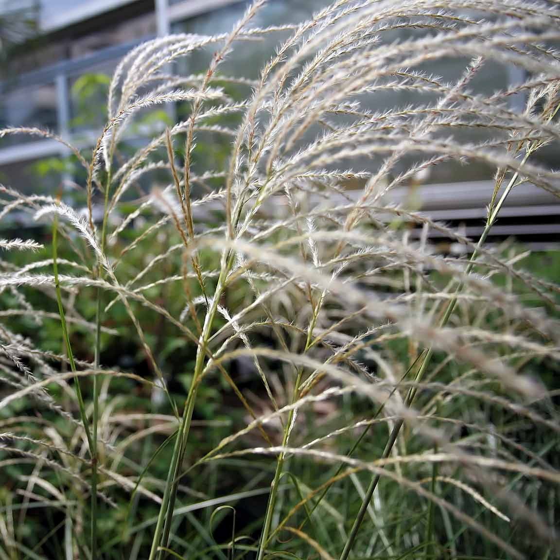 Miscanthus sinensis 'Graziella'