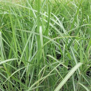 Miscanthus sinensis 'Malepartus'
