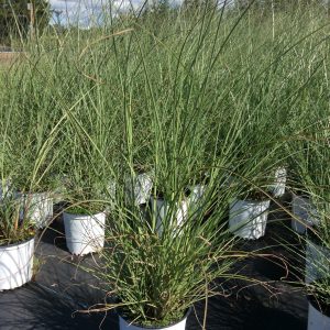 Miscanthus sinensis 'Autumn Light'