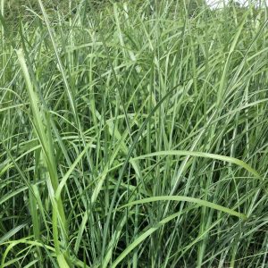Miscanthus sinensis 'Goliath'