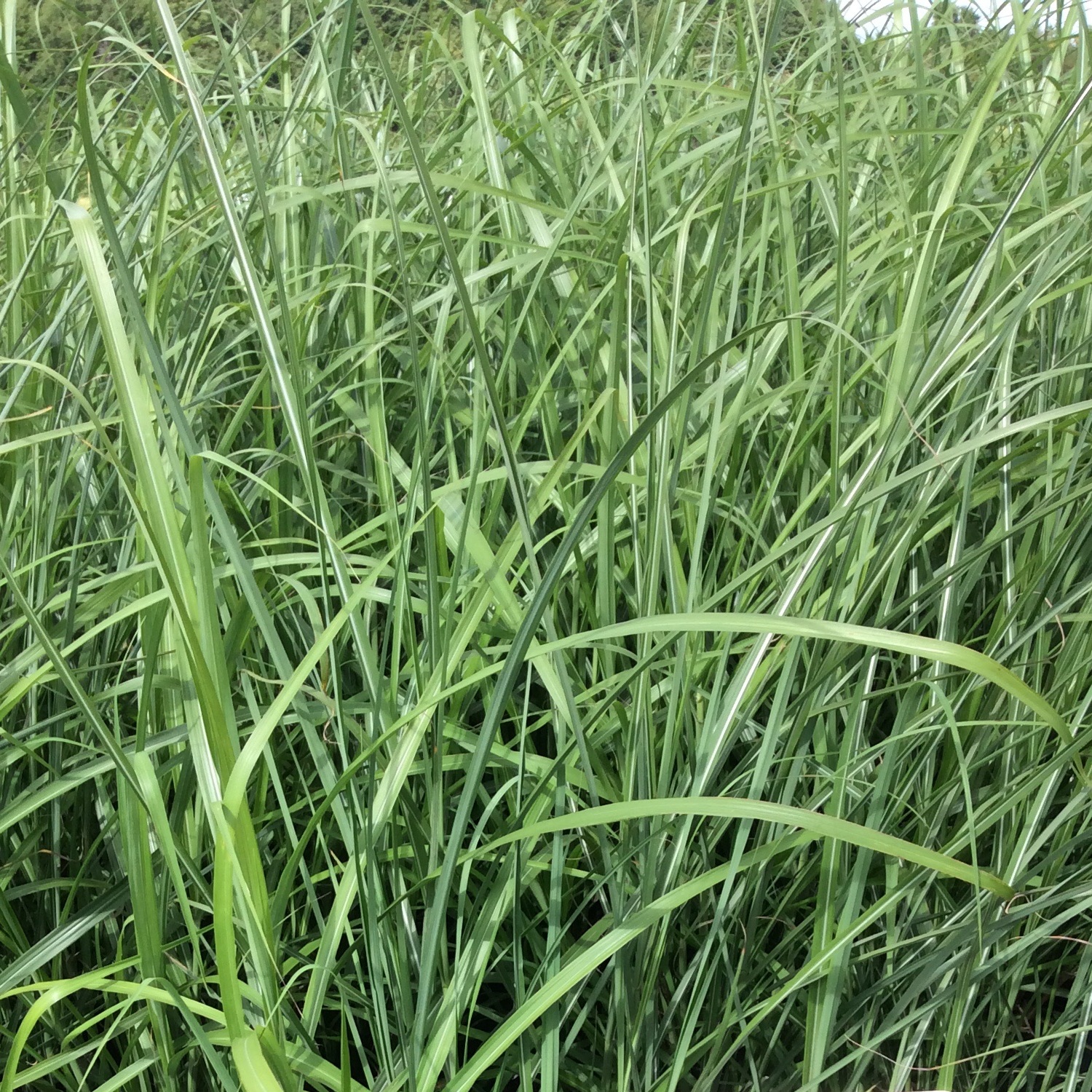 Miscanthus sinensis 'Goliath'