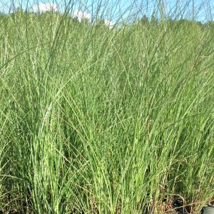 Miscanthus sinensis 'Gracillimus'