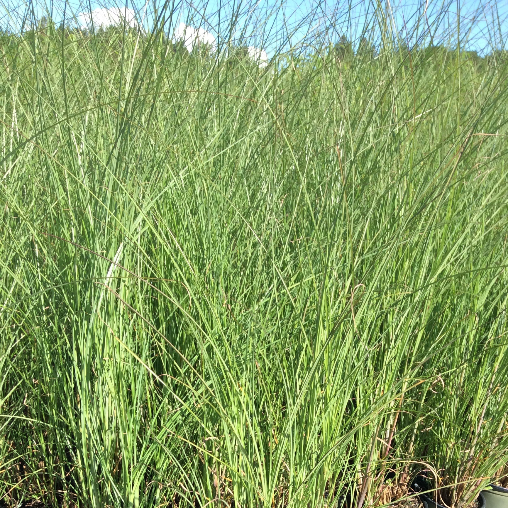 Miscanthus sinensis 'Gracillimus'
