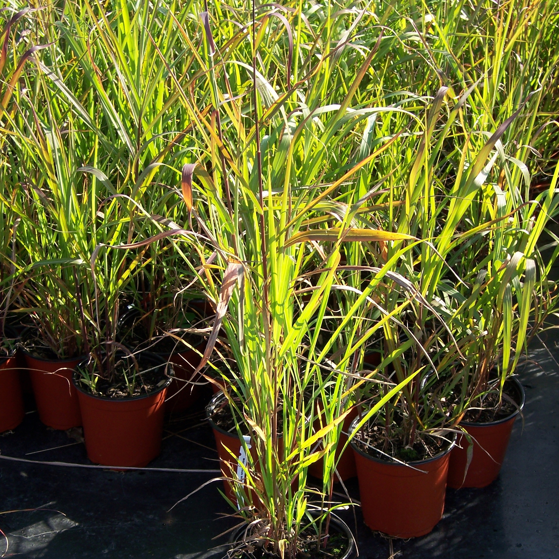 Miscanthus sinensis 'Hercule'