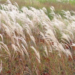 Miscanthus sinensis 'Kleine Fontaine'
