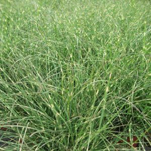 Miscanthus sinensis 'Little Zebra'