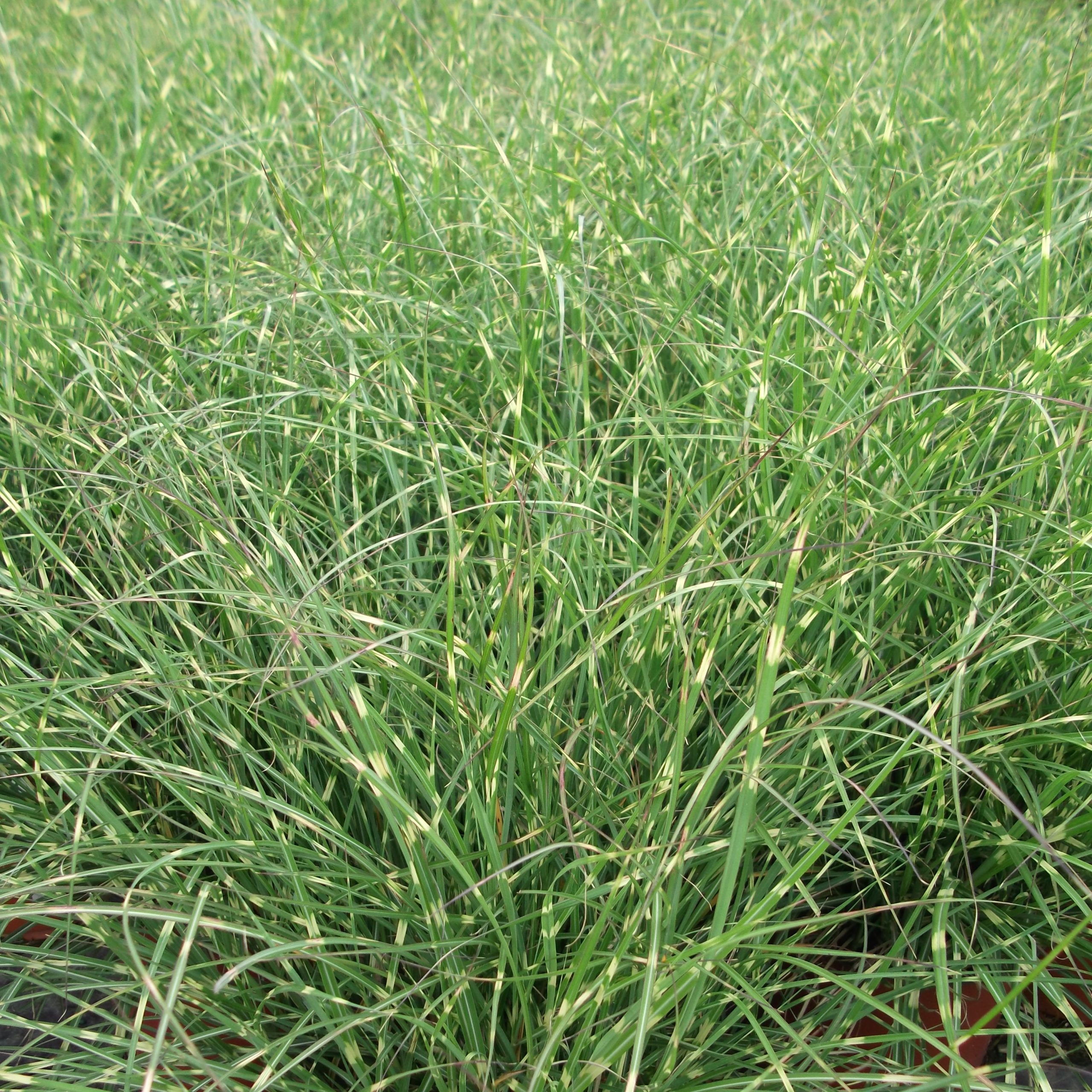 Miscanthus sinensis 'Little Zebra'