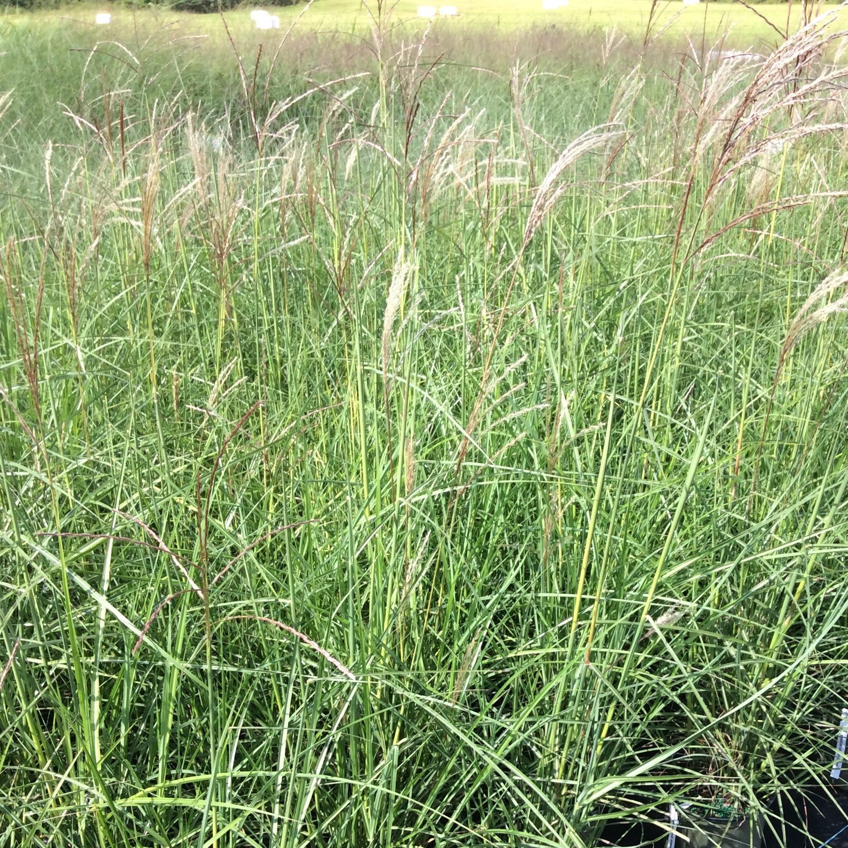 Miscanthus sinensis 'Nippon'