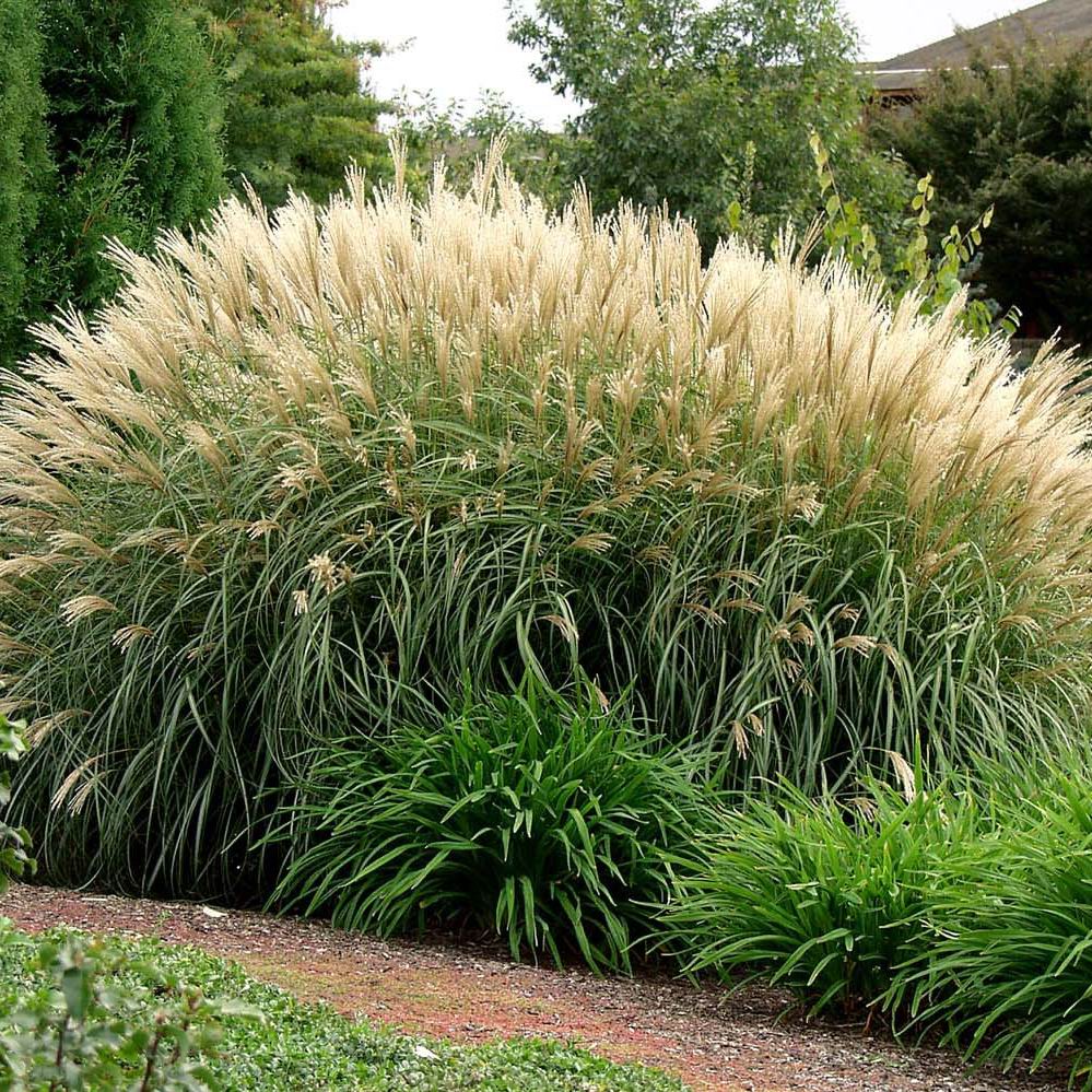 Miscanthus sinensis 'Silberfeder'