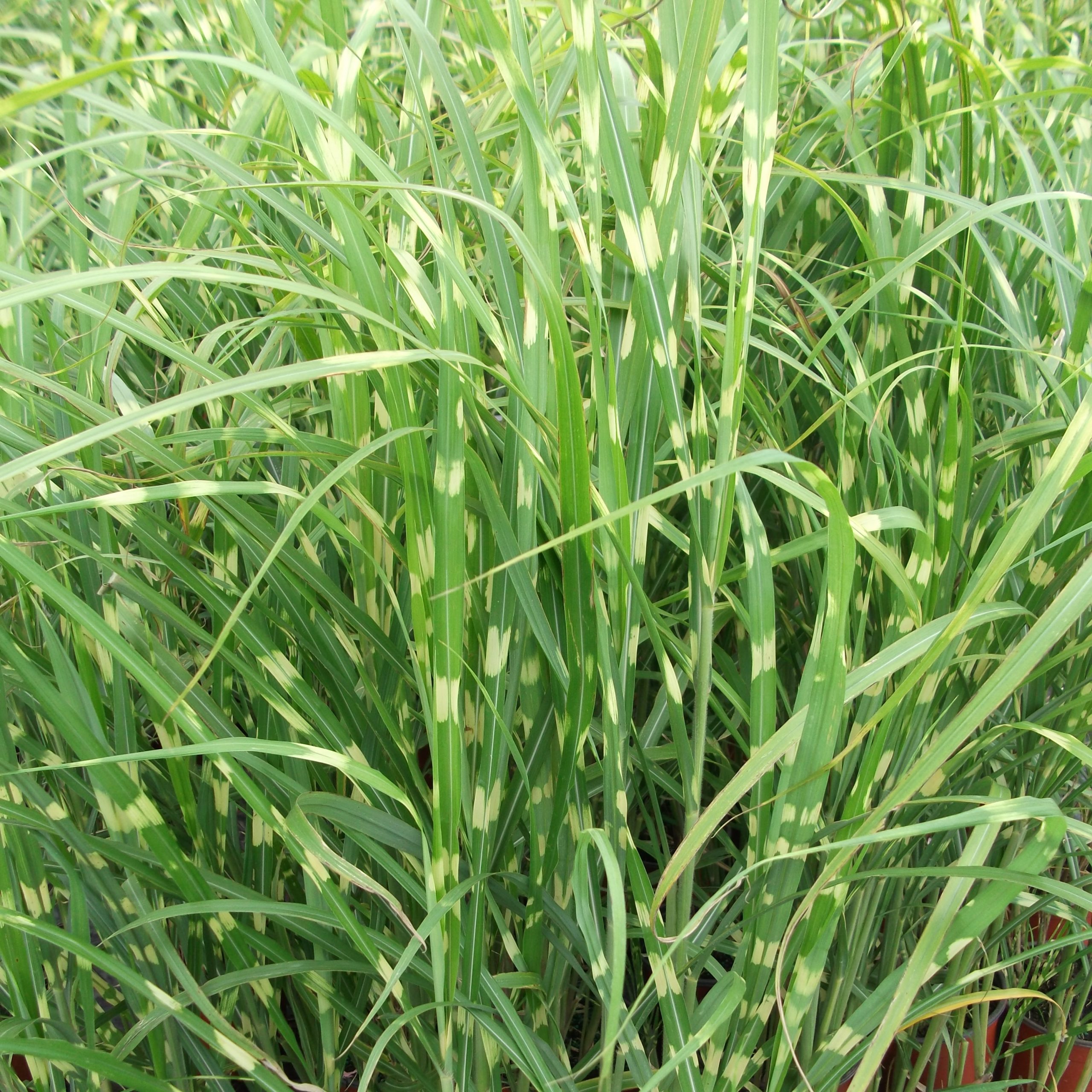 Miscanthus sinensis 'Zebrinus'