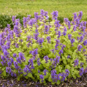 Nepeta 'Chartreuse on the Loose'