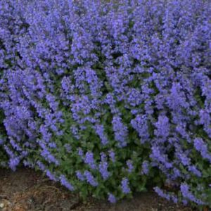 Nepeta faassenii 'Purrsian Blue'