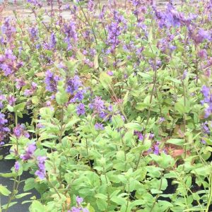 Nepeta 'Joanna Reed'