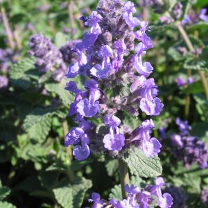 Nepeta mussinii