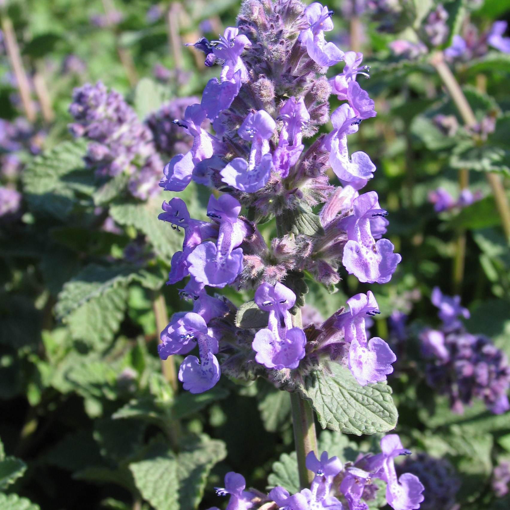 Nepeta mussinii
