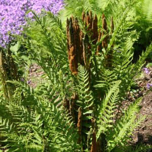 Osmunda cinnamomea