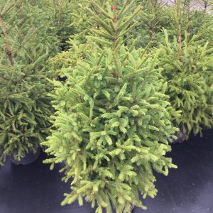 Picea abies