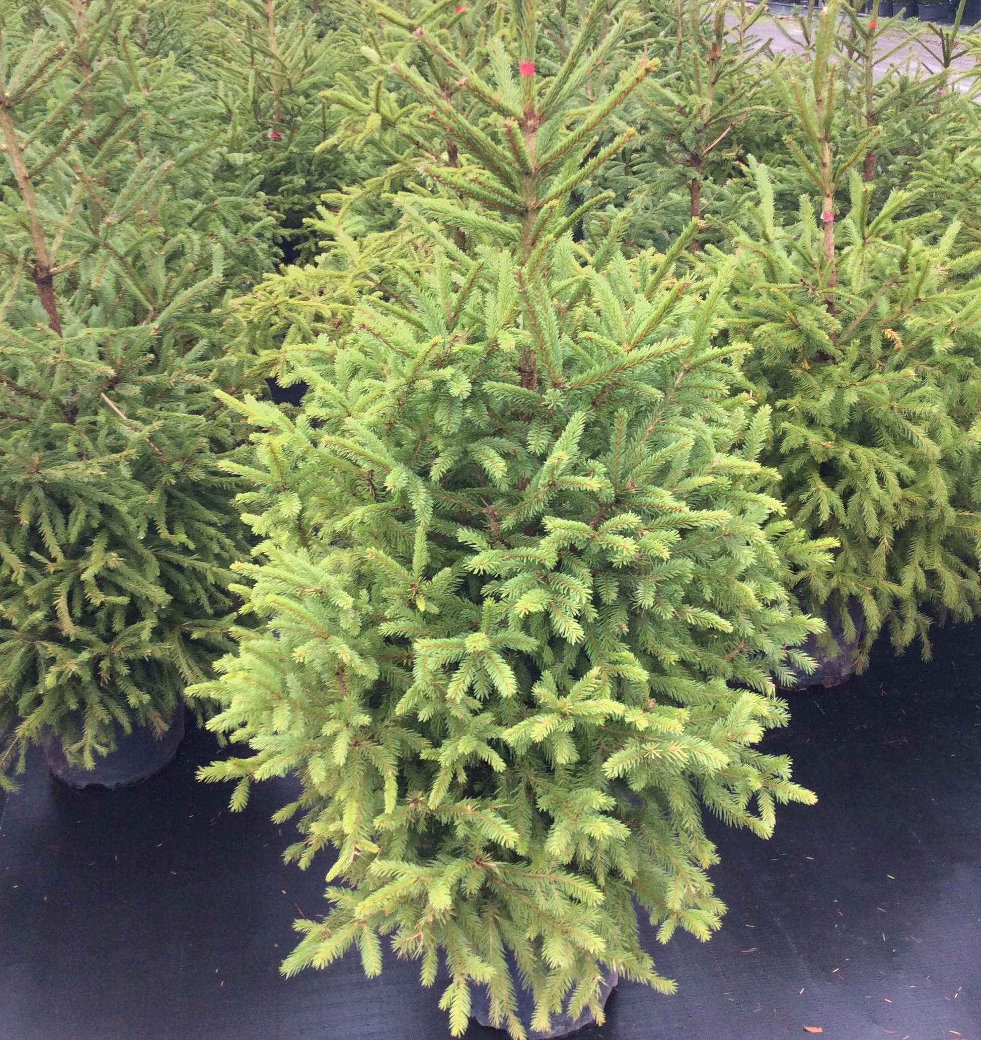 Picea abies
