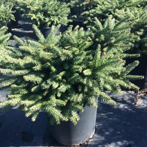 Picea abies 'Nidiformis'