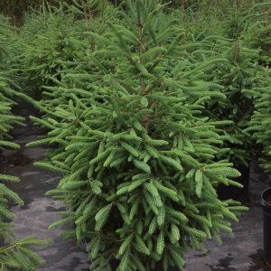 Picea glauca