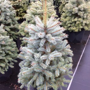 Picea pungens 'Baby Blue'