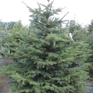 Picea pungens