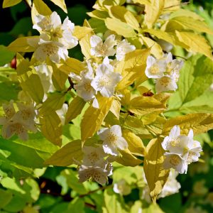 Philadelphus coronarius 'Aureus'