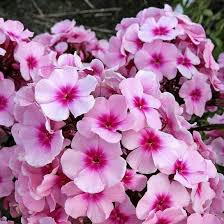 Phlox paniculata 'Bright Eyes'
