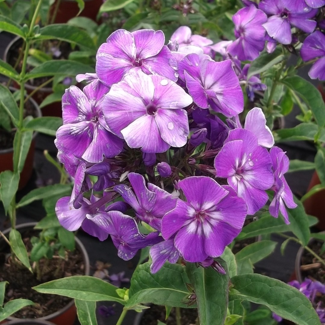 Phlox paniculata 'Purple Kiss'