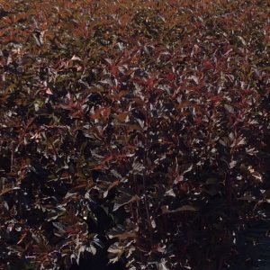Physocarpus opulifolius 'Arctic Brownies'
