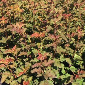 Physocarpus opulifolius 'Amber Jubilee'