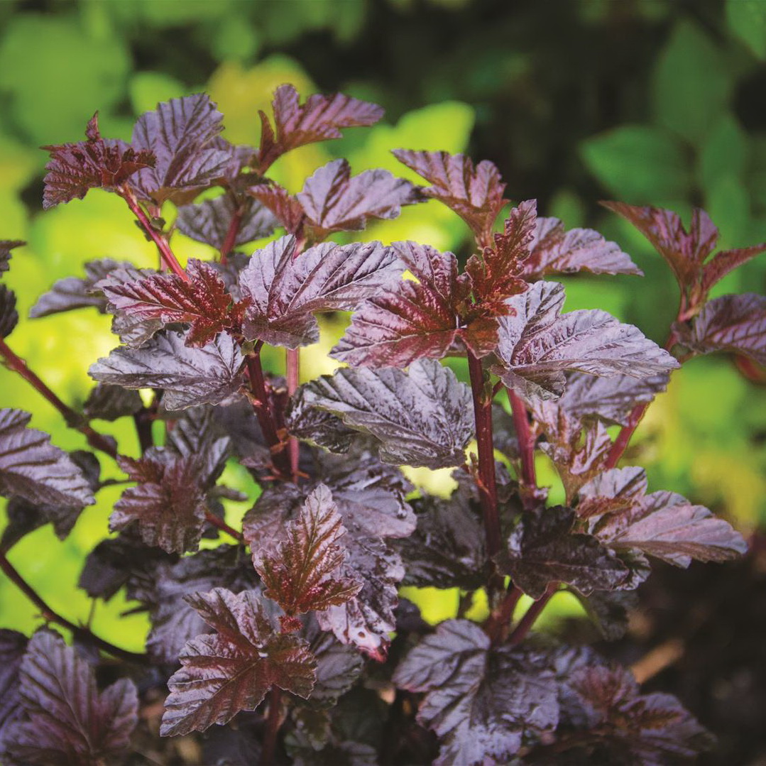 Physocarpus opulifolius 'Burgundy Candy'