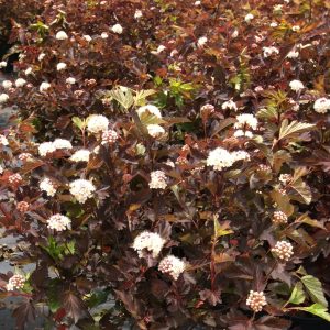 Physocarpus opulifolius 'Center Glow'