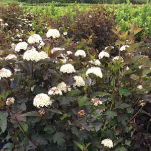 Physocarpus opulifolius 'Diabolo'