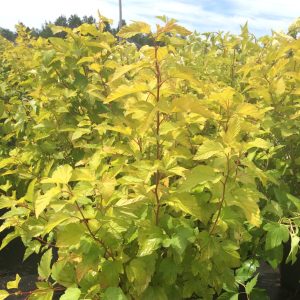 Physocarpus opulifolius 'Dart's Gold'