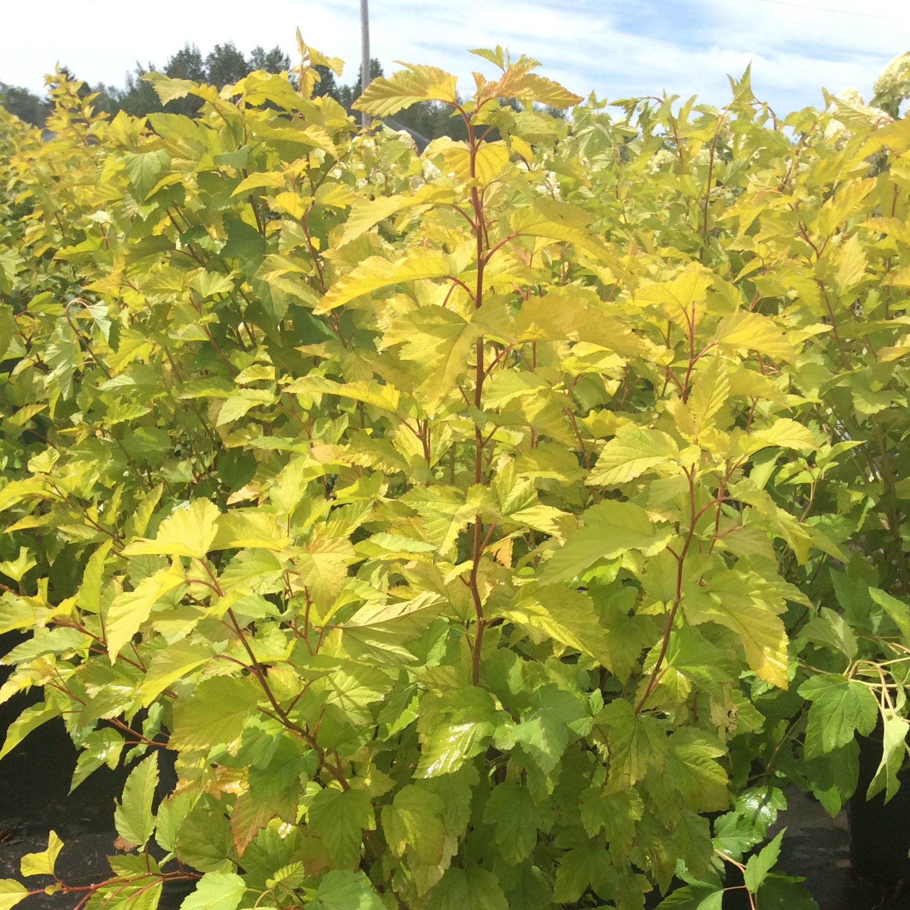 Physocarpus opulifolius 'Dart's Gold'