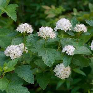 Physocarpus opulifolius