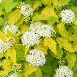 Physocarpus opulifolius 'Luteus'