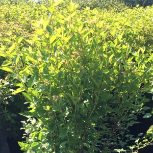 Physocarpus opulifolius 'Nanus'
