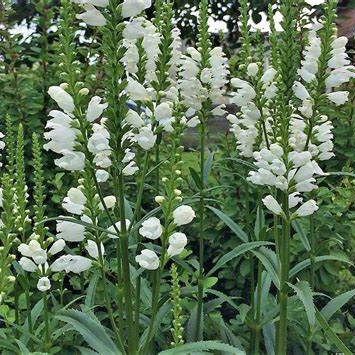 Physostegia virginiana 'Alba'