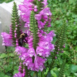 Physostegia virginiana 'Rose Queen'